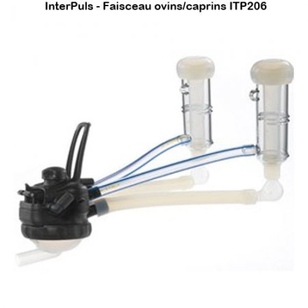 Interpuls-faisceau-ovins-caprins-ITP206