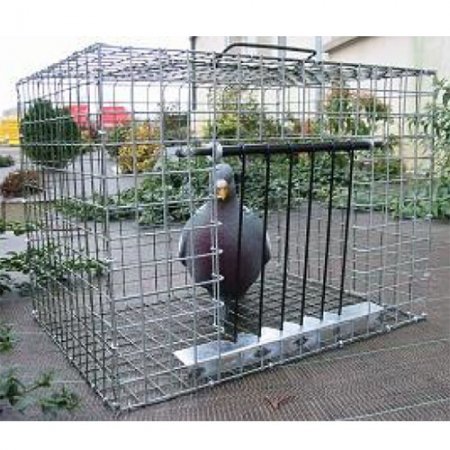 Module capture pigeons - 12315 - Module capture pigeons